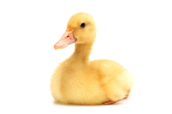 Duckling on white background — Stock Photo, Image