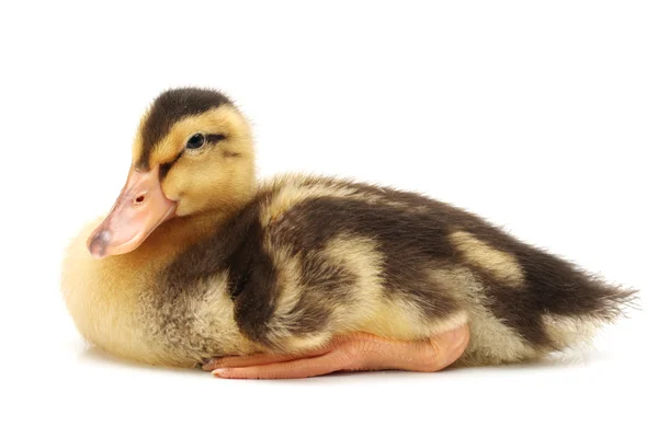 Duckling on white background — Stock Photo, Image