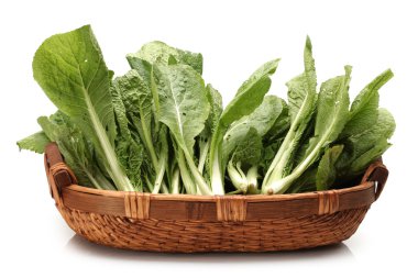 Beyaz arka planda küçük Çin lahanası