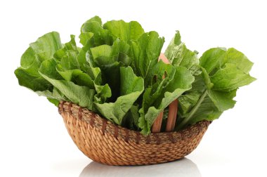 Beyaz arka planda küçük Çin lahanası