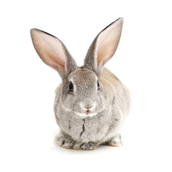 Graues Kaninchen auf weißem Hintergrund — Stockfoto