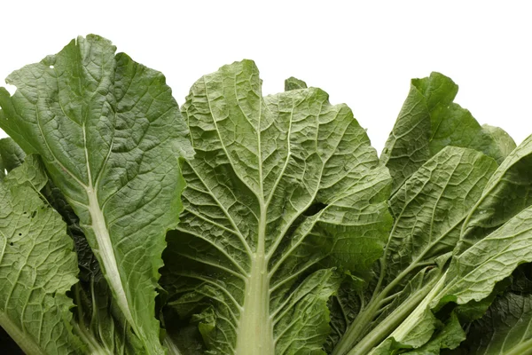 Small Chinese cabbage on white background — Stock Photo, Image