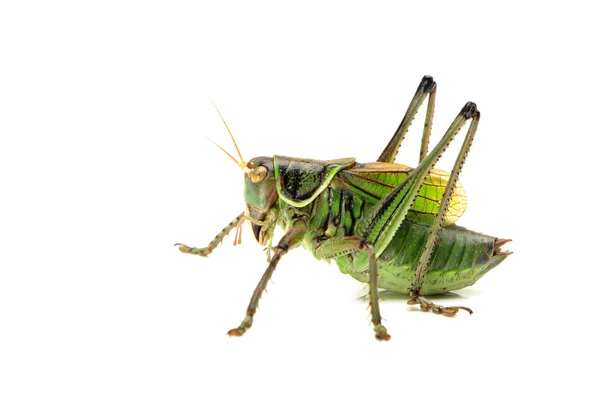 Makro obrázek kobylku izolovaných na bílém pozadí — Stock fotografie