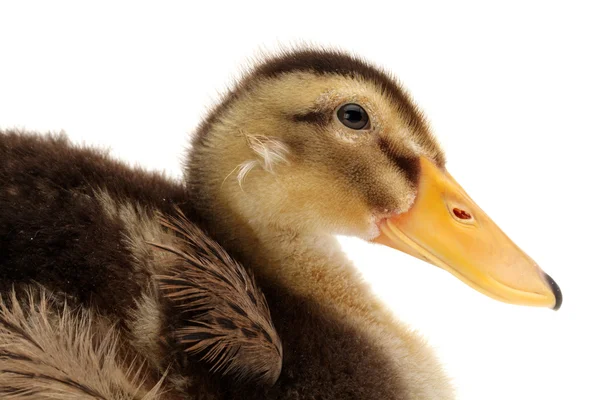 Patito sobre fondo blanco —  Fotos de Stock