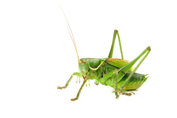 Macro image of a grasshopper isolated on white background — Stock Photo, Image