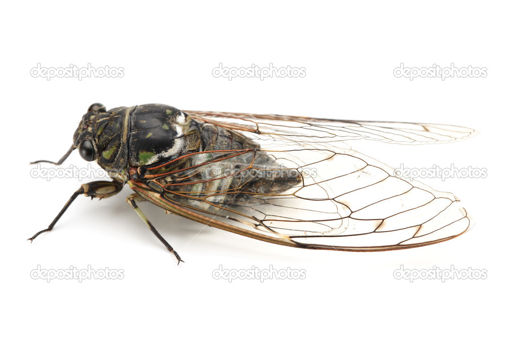 Cicada insect isolated on white background.
