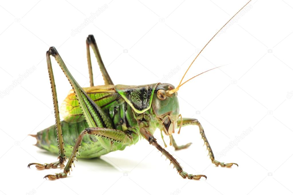 Macro image of a grasshopper isolated on white background