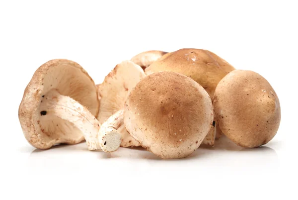 Shiitake mushroom on the White background — Stock Photo, Image