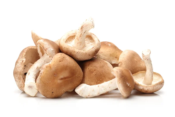 Shiitake svamp på den vita bakgrunden — Stockfoto