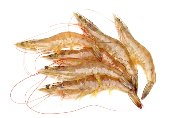 Raw shrimp — Stock Photo, Image