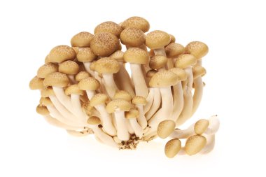 Brown beech mushrooms (Hypsizygus marmoreus) clipart