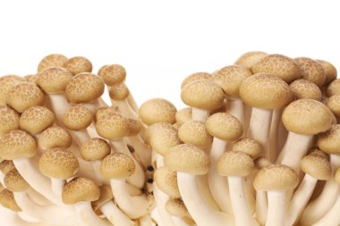 kahverengi kayın mantarı (hypsizygus marmoreus)