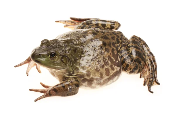 Bullfrog, — Stockfoto