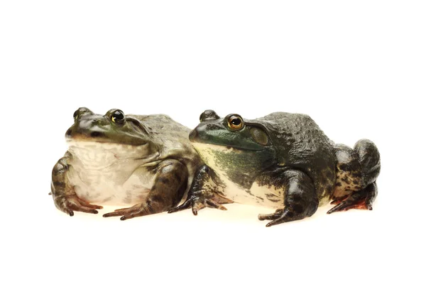 Bullfrog, — Stockfoto