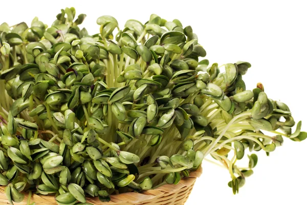 Black bean sprouts on white background — Stock Photo, Image