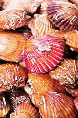 beyaz zemin üzerine tarak