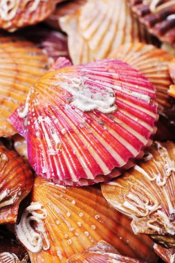 beyaz zemin üzerine tarak