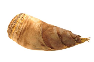 Bambu filizleri