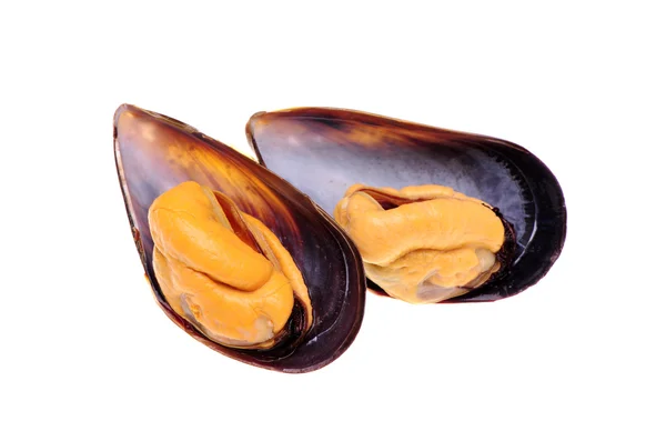 Fresh mussel isolated on white background. — Stock Photo, Image
