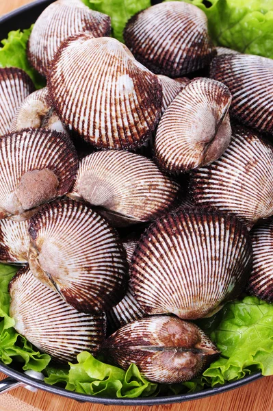 Lebende Muscheln — Stockfoto