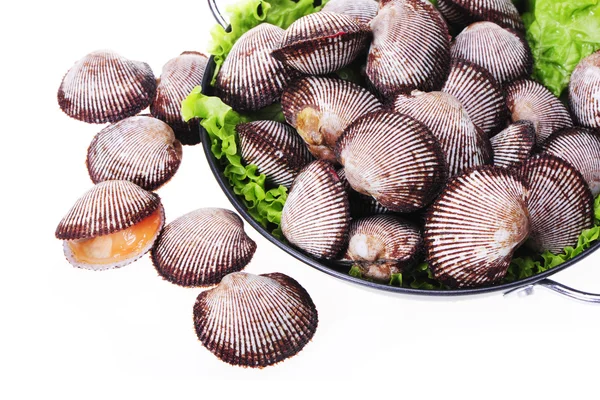 Vongole vive — Foto Stock