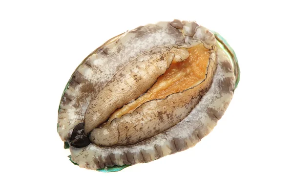 Syrové abalony na bílém pozadí — Stock fotografie