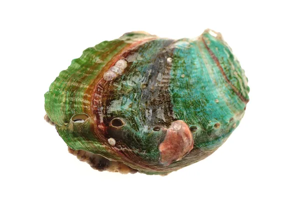 Abalones crus sur le fond blanc — Photo