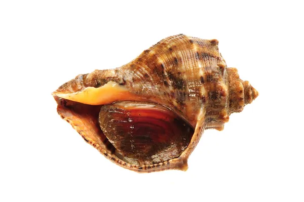 Levande conch — Stockfoto