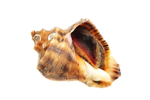 Levande conch — Stockfoto