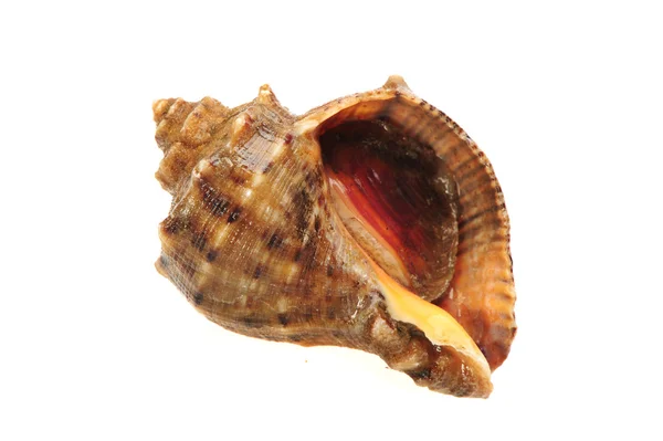 Live conch — Stock Photo, Image