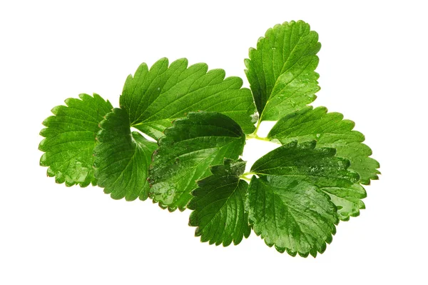Fresh strawberry leaf on white background — Stock Photo, Image