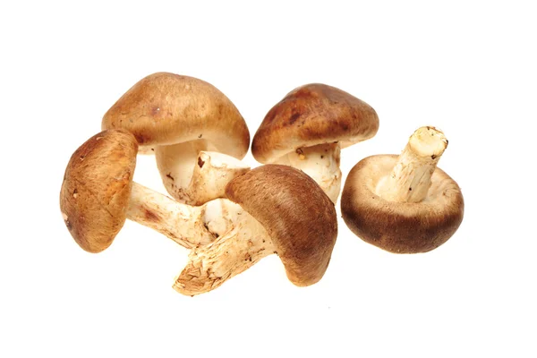 Fresh mushrooms isolated on white — Stock Photo, Image