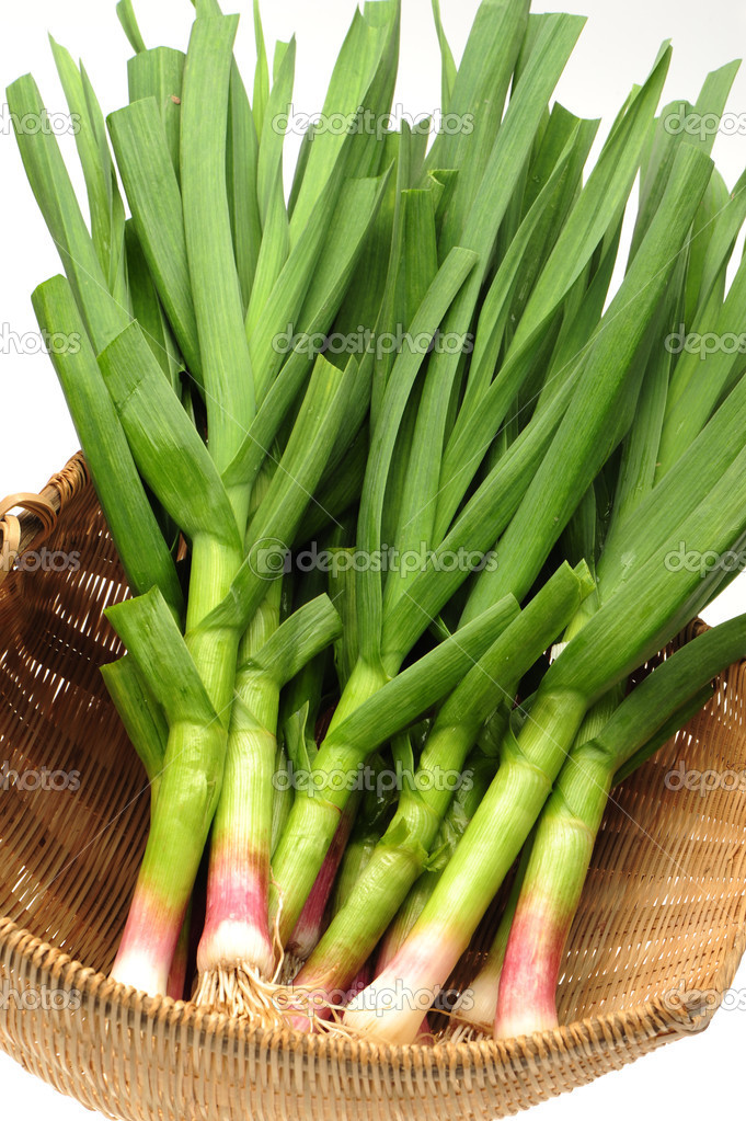 Young green garlic leaves isolated on white background