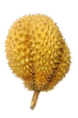 durian beyaz arkaplanda