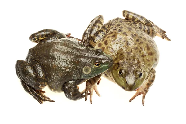 Bullfrog, rana catesbeiana, mot vit bakgrund, studio skott — Stockfoto