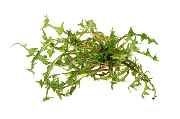 Fresh dandelion greens on the white background — Stock Photo, Image