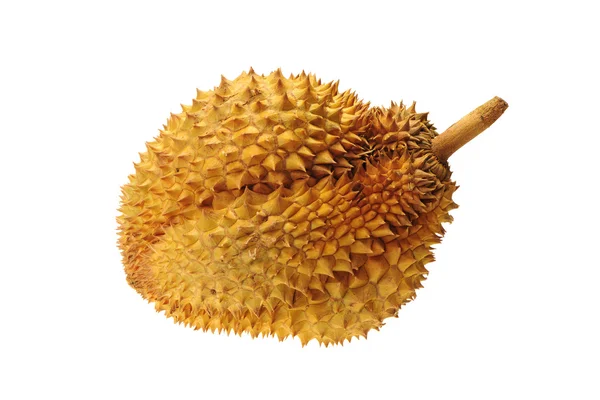 Durian на белом фоне — стоковое фото