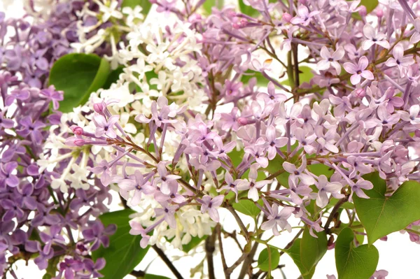 Lilla isolata su fondo bianco — Foto Stock