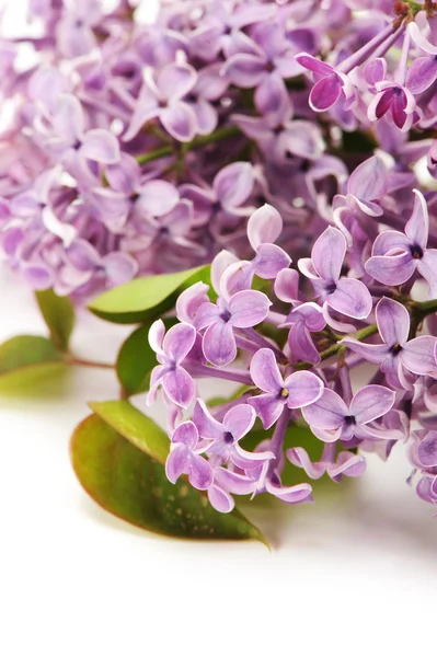 Lilac isolated on white background — Stock Photo, Image