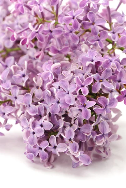 Lilac isolated on white background — Stock Photo, Image