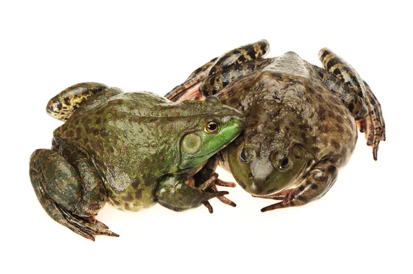 Bullfrog, Rana catesbeiana, sullo sfondo bianco, ripresa in studio — Foto Stock