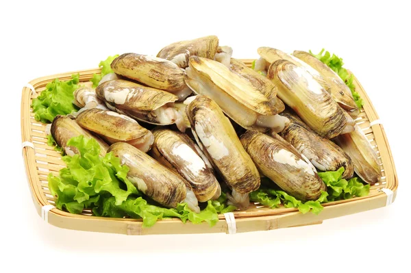 Razor clams isolated on white background. — Stock Photo, Image
