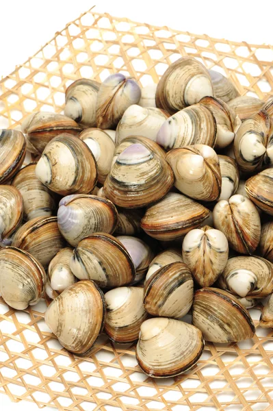 Muscheln auf weißem Hintergrund — Stockfoto