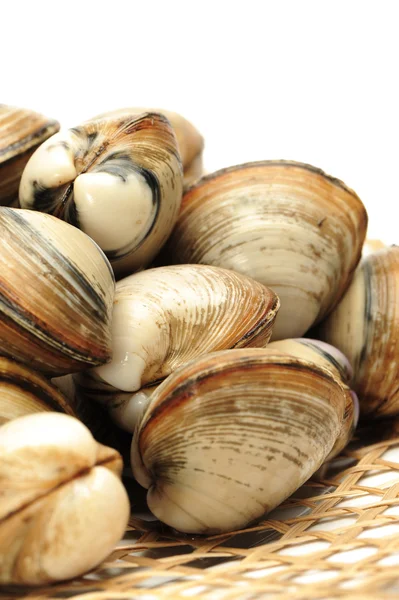 Vongole su sfondo bianco — Foto Stock