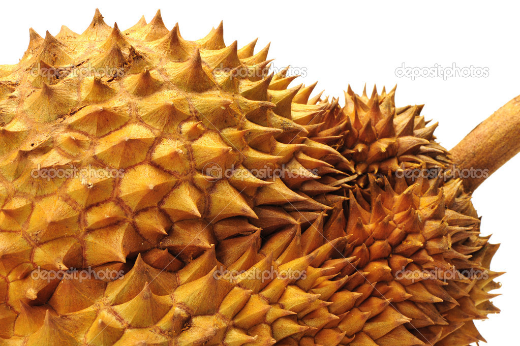 Durian on white background