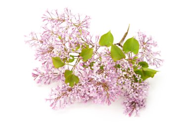 Beyaz arka planda izole edilmiş güzel leylak