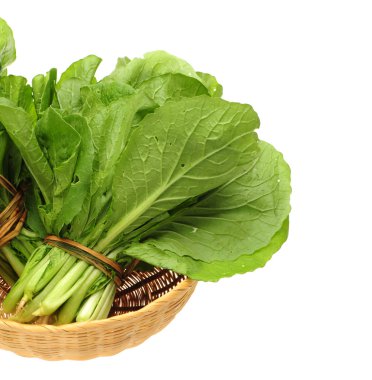 Beyaz arka planda küçük Çin lahanası