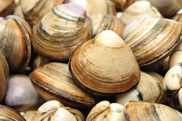 Muscheln auf weißem Hintergrund — Stockfoto