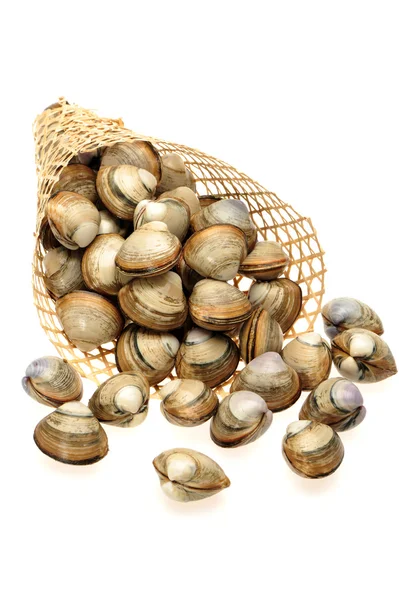 Clams on white background — Stock Photo, Image