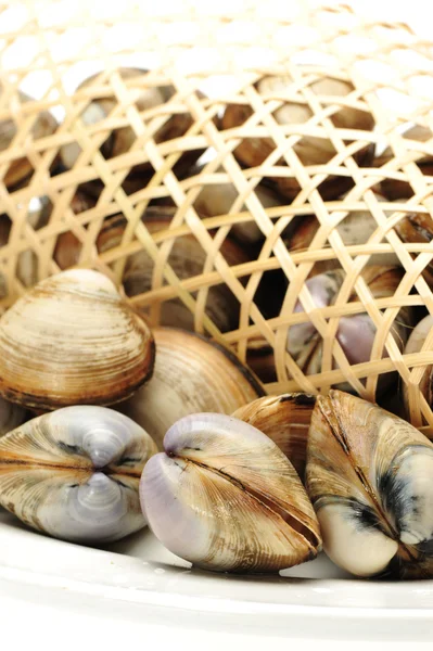 Clams on white background — Stock Photo, Image